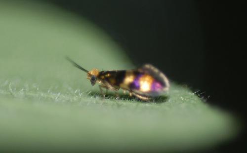 Micropterix sp.